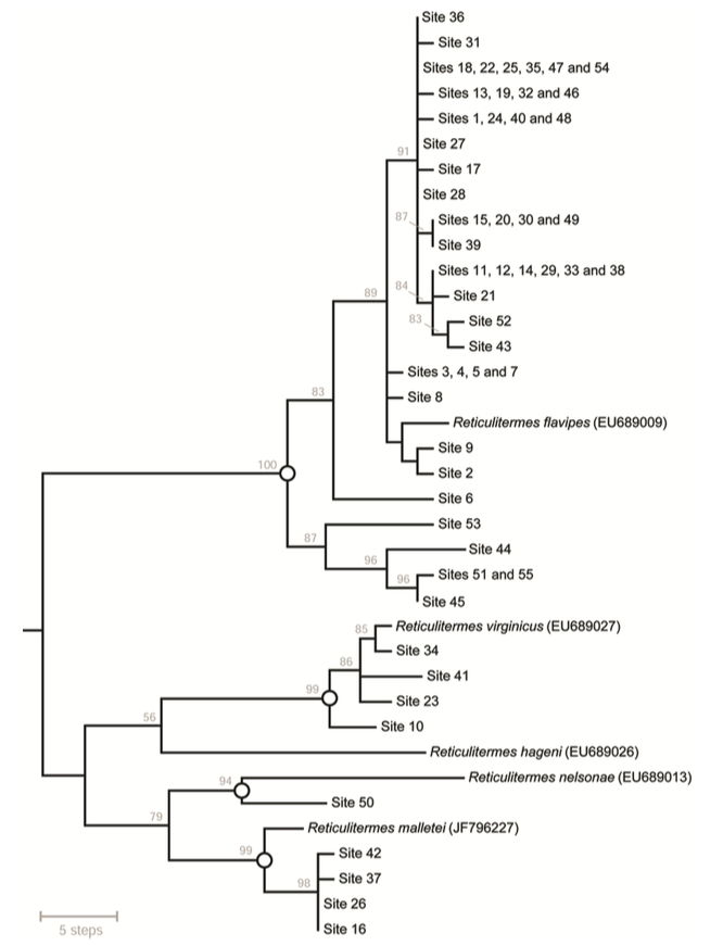 Identification of Eastern United States Reticulitermes Termite Species via PCR-RFLP, Assessed Using Training and Test Data