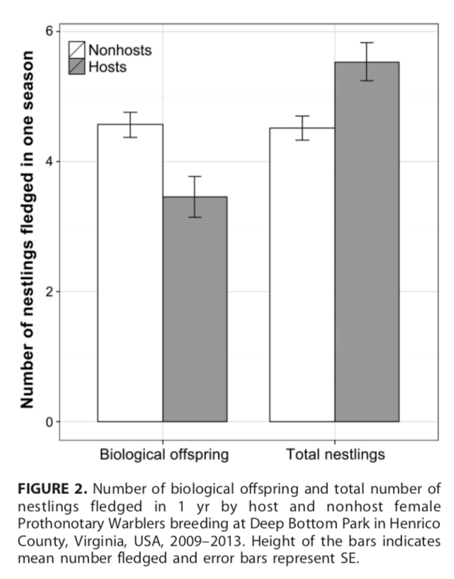 Opportunistic conspecific brood parasitism in a box-nesting population of Prothonotary Warblers (Protonotaria citrea)