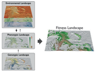 Defining the landscape of adaptive genetic diversity