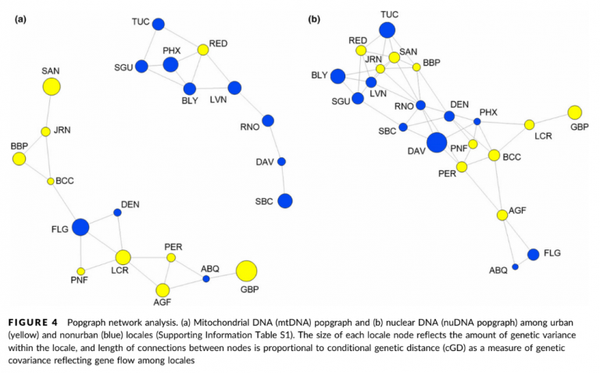 Urbanization as a facilitator of gene flow in a human health pest